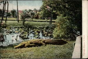 Postal de colección Florida Alligator at Home 1912 FL - Imagen 1 de 2