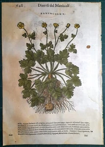 Stampa antica MATTIOLI MATTHIOLI erbario RANUNCOLO botanica 1585 Antique print - Foto 1 di 1
