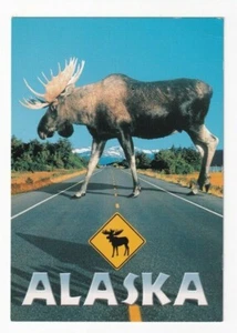 Alaska Moose Seward Highway Straße Postkarte Polarkreis Enterprises ACE-1661 - Bild 1 von 2