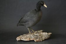 Taxidermy-hunting-chasse-prÃ¤parat- Common Coot with permit