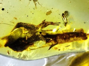 Fossil amber Insect Burmese burmite Cretaceous Insect Lizard Part Myanmar - Picture 1 of 8