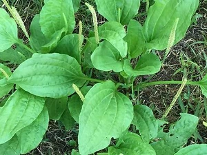 2000 Broad Leaf Home Garden Organic Plantain Plantago Major Rosularis Herb Seeds - Picture 1 of 4