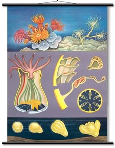 Carta Educativa Madrepore - Litografia Botanica con supporto in lino PRONTA DA APPENDERE! - Foto 1 di 5