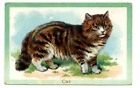 Antique Postcard Raphael Tuck Domestic Tabby Cat Artist Card