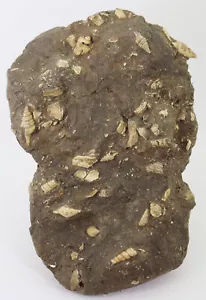 Schnecken-Stufe, Tertiär, Miozän, Lamstedt, Deutschland -L165 - Bild 1 von 6