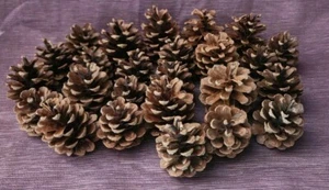 25 Pieces Pine cones. Hand Picked Pine Cones. - Picture 1 of 9