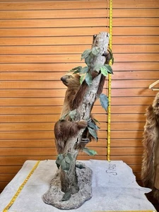 New Excellent Adult crawling Sloth Taxidermy Table Mount Full Body - Picture 1 of 8