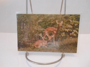 Fawn Deer Twins Spots Newborns Postcard # C16646g - Picture 1 of 2