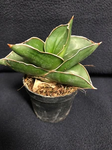 Sansevieria ehrenbergii "Samurai dwarf" // Bogenhanf / 7811 / 1-88632 - Zdjęcie 1 z 1