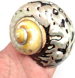 1 PC Pulido Marrón Jade Turbo Sea Shell, Ermitaño Cangrejo Sea Shells, 3-1/2 ~ 4 Pulgadas - Imagen 1 de 3