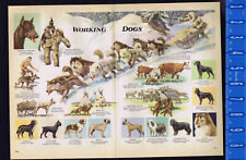 DOGS: Hunting, Working & House -Guard, Rescue, Herding, Seeing Eye - 1947 Prints
