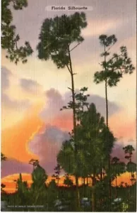 Vintage Postkarte FLORIDA SILHOUETTE HIGHWAY HERREN STIL 1940ERer Jahre Leinen Postkarte Neu aus altem Lagerbestand - Bild 1 von 2
