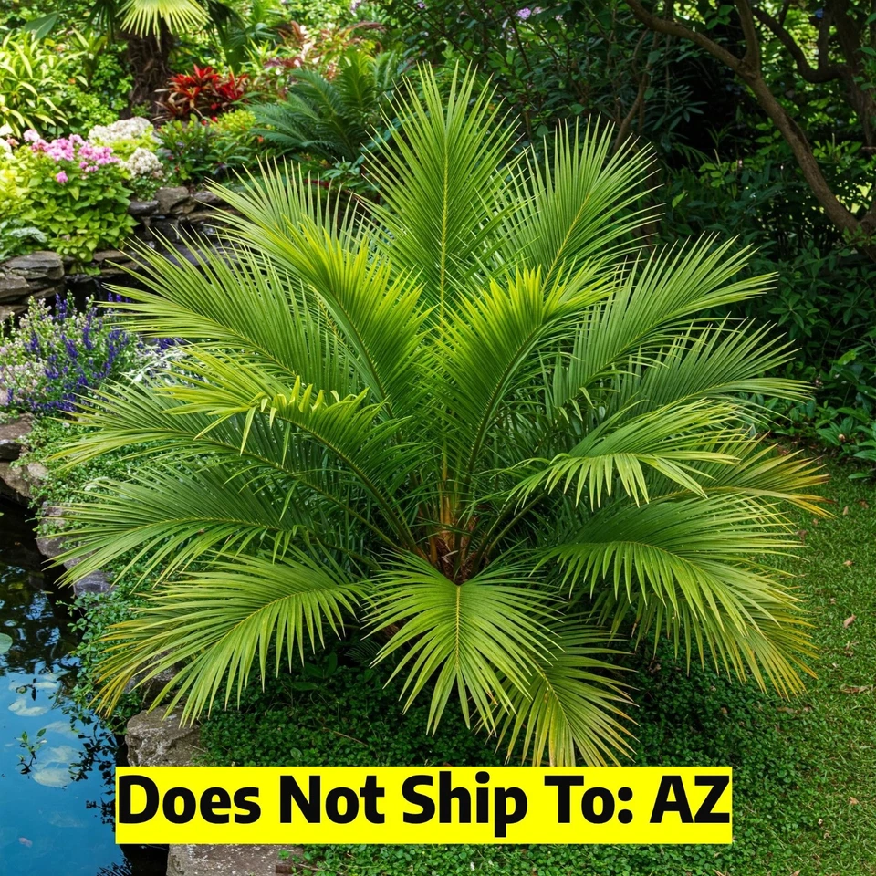 Phoenix Roebelenii Date Palmera Planta Viva 2 Galones Maceta 27-35" Altura Total Foto 1 de 4