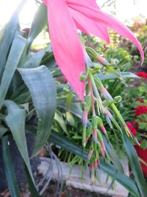 Billbergia Nutans Queens Tears Bromeliad 2 Pups - Image 1 of 3