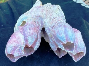 Pink / Purple Barnacle Cluster, Natural Decor for Marine Theme & Aquaria 6" x 6" - Picture 1 of 12
