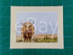 Mounted Matt Print of an Exmoor Highland Cow - Picture 1 of 1