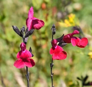 Salvia macrophylla | Andean Sage | 5 Seeds - Picture 1 of 6