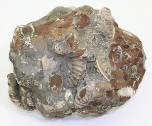 Ammoniten-Grab, Pleuroceras sp, Jura, Pliensbach, Unterstürmig, Deutschland-m120 - Picture 1 of 7