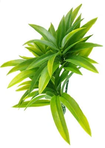 Artificial Plant Dracaena Yucca 30Cm Uv Stable Bunch Bush Greenery Stem - Picture 1 of 4