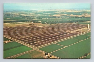 Greeley CO Colorado Monfort Cattle Gilcrest Feedlot 5.5x3.5 inch Vtg Postcard - Picture 1 of 2