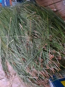 1lb Fresh Longleaf Pine Needles 10-12inches Long - Photo 1 sur 1