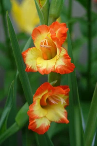 10 Gladioli Nanus LAS VEGAS Summer Flowering Bulbs Gladiolus Garden Autumn Plant - Picture 1 of 7