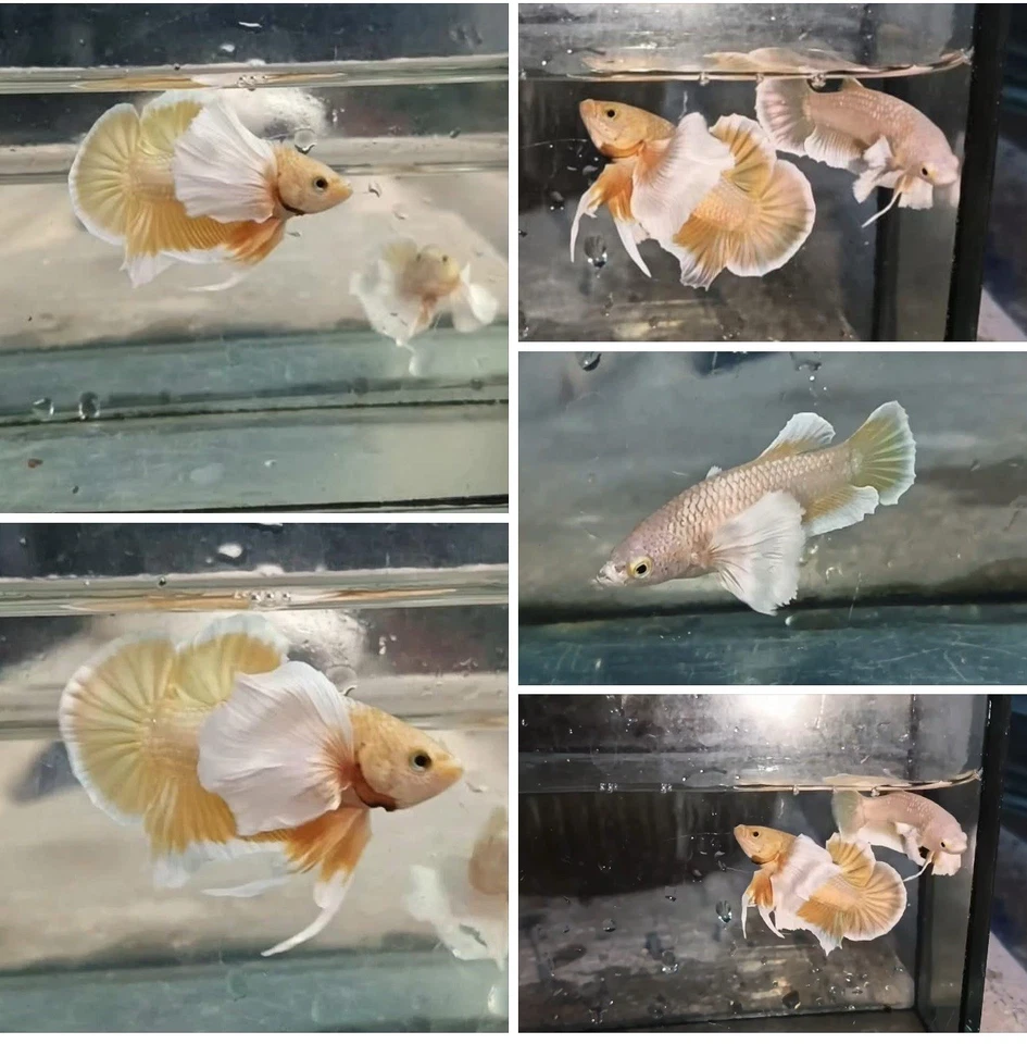 US SELLER (NEW) Gold Dumbo 🐘 PAIR M/F HMPlakat Betta Imported from Thailand - Image 1 of 1