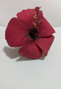 Selección de oreja de pelo de hibisco rojo de segunda mano - Imagen 1 de 5