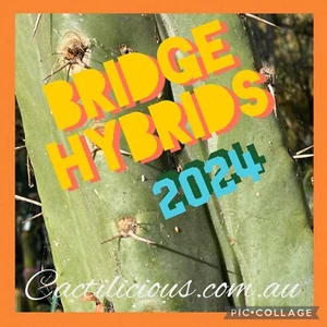 Cactus Bridge Hybrid Pack. 240+ Seeds. 2024 Cacti Seeds - Picture 1 of 1