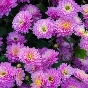 Orchid Delight Mum Chrysanthemum Seeds 200+ Seeds Mum Flower Flower Seeds - Picture 1 of 3
