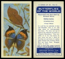 Kallima Inachus #12 Butterflies Of The World 1964 Brooke Bond Tea Card