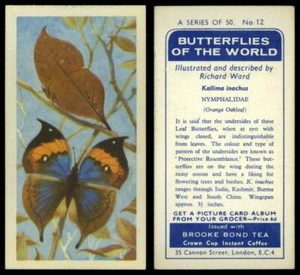 Kallima Inachus #12 Butterflies Of The World 1964 Brooke Bond Tea Card