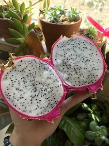 100 White Dragon Fruit Seeds Pitaya Pitahaya Hylocereus Undatus Cactus Grow Rare - Picture 1 of 12