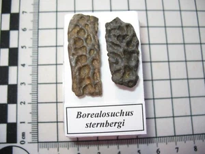 Cretaceous Hell Creek Borealosuchus crocodile skull bone in display case #3 - Picture 1 of 3