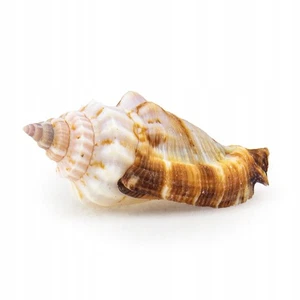 Strombuss Muschel Aquariumdekoration 5 cm - Bild 1 von 1