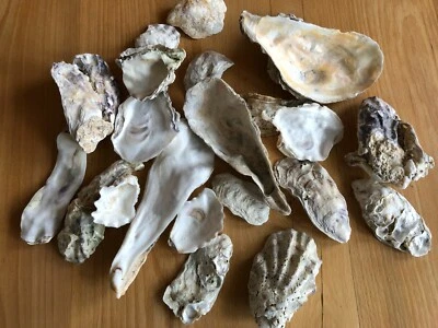 Full Box Big Natural Dutch Oyster Shells Hobby Crafts Decoupage Oysters - Image 1 of 4