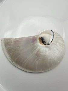 White Pearl Nautilus Shell Handmade Pendant in Half Cut Nautilus - Picture 1 of 7