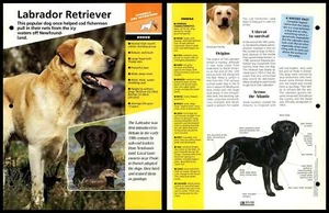 Labrador Retriever - Breed - Dogs Of The World Atlas Fact File Card - Picture 1 of 1