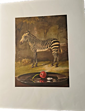Zebra - Sherrie Wolf print - 2011
