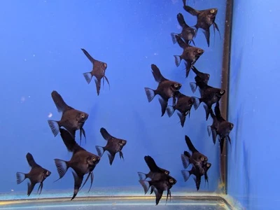 DOBLE RUBOR OSCURO Pez ángel - Tamaño corporal de diez centavos a níquel - ¡ALTA CALIDAD (paquete de 4)! Foto 1 de 4