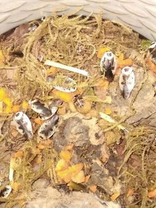 30+ Chrom Kakerlake Nymphen (Gyna caffrorum) - Bild 1 von 3