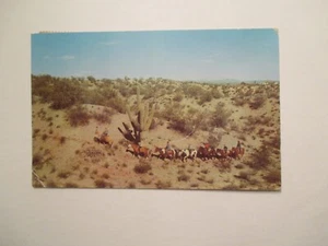 Wickenburg Arizona Postcard Ranch AZ - Picture 1 of 2