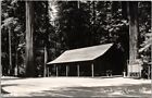 1940s Garberville, California RPPC Photo Postcard DEVOY REDWOOD GROVE Unused