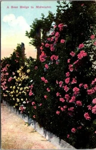 Una siepe di rose a metà inverno vecchia cartolina mai usata spedizione gratuita!! A11 - Foto 1 di 2