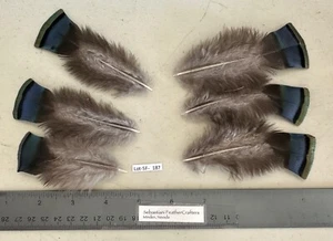 Six 3.25" to 4.5" Ocellated Turkey Blue Flats Feathers Lot-SF-187 - Picture 1 of 1