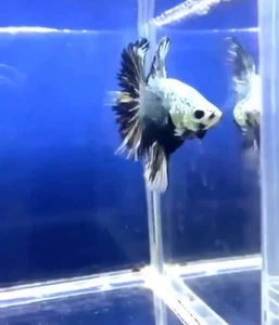 BETTA SAMURAI HALFMOON MALE LIVE FISH HIGH QUALITY#811 - Picture 1 of 3