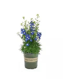DARK BLUE DELPHINIUM ONE GALLON - Picture 1 of 3