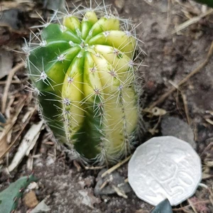 Cactus Variegated nice Succulent plant - Picture 1 of 4