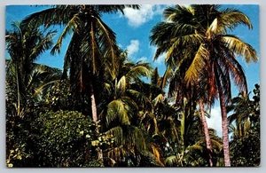 Cartolina d'epoca South Florida Coconut Palms di Murphy Bros. Press - Foto 1 di 2