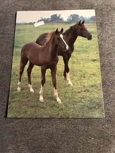1980s Mead PORTFOLIO Folder HORSES UNPUNCHED New NOS - Picture 1 of 5